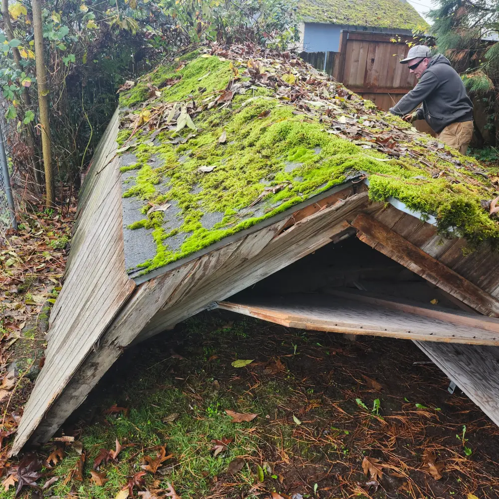 Before: a collapsed, moss-covered backyard shed before demolition in Hayesville, OR